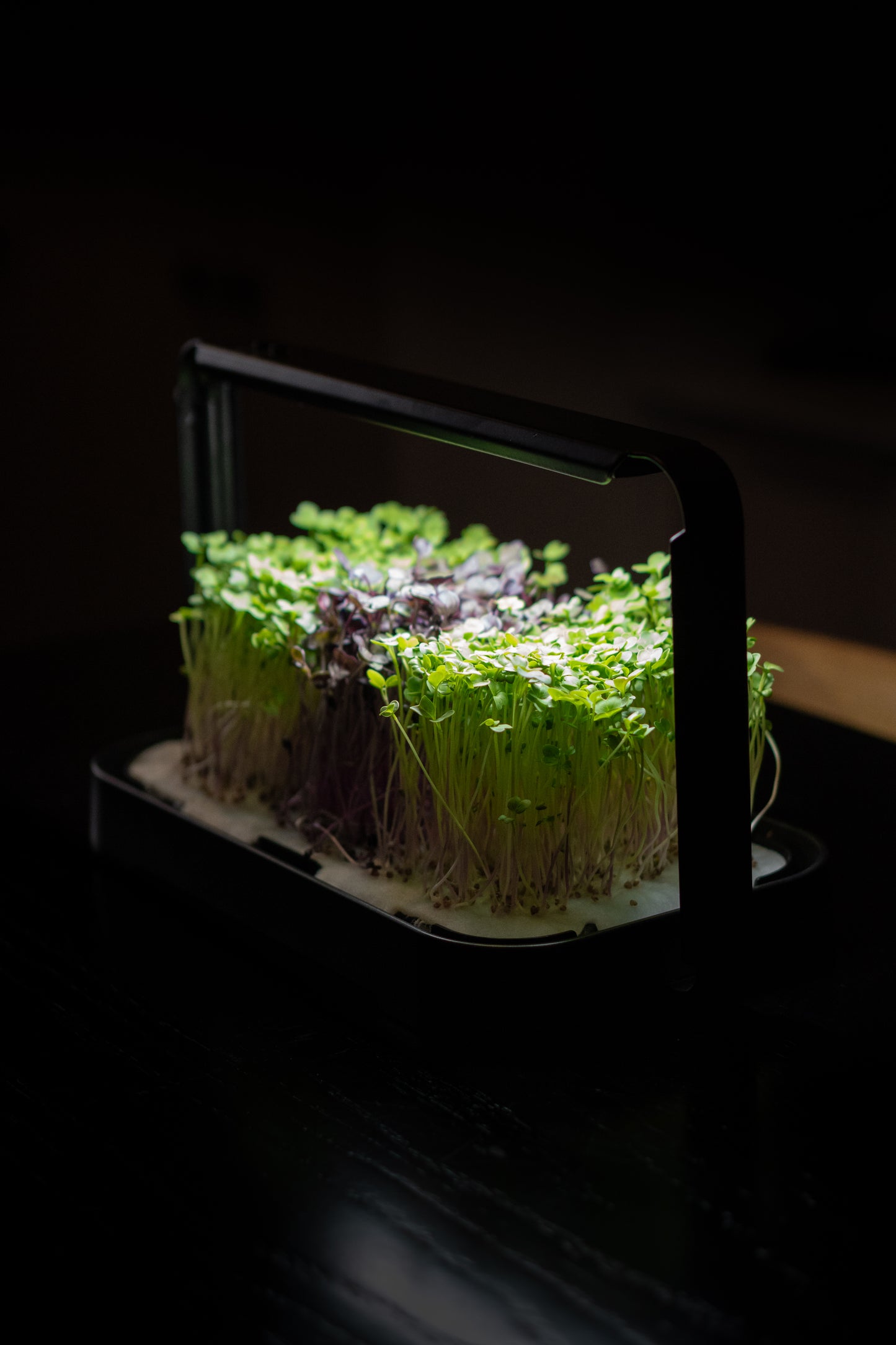 Huerto de microgreens