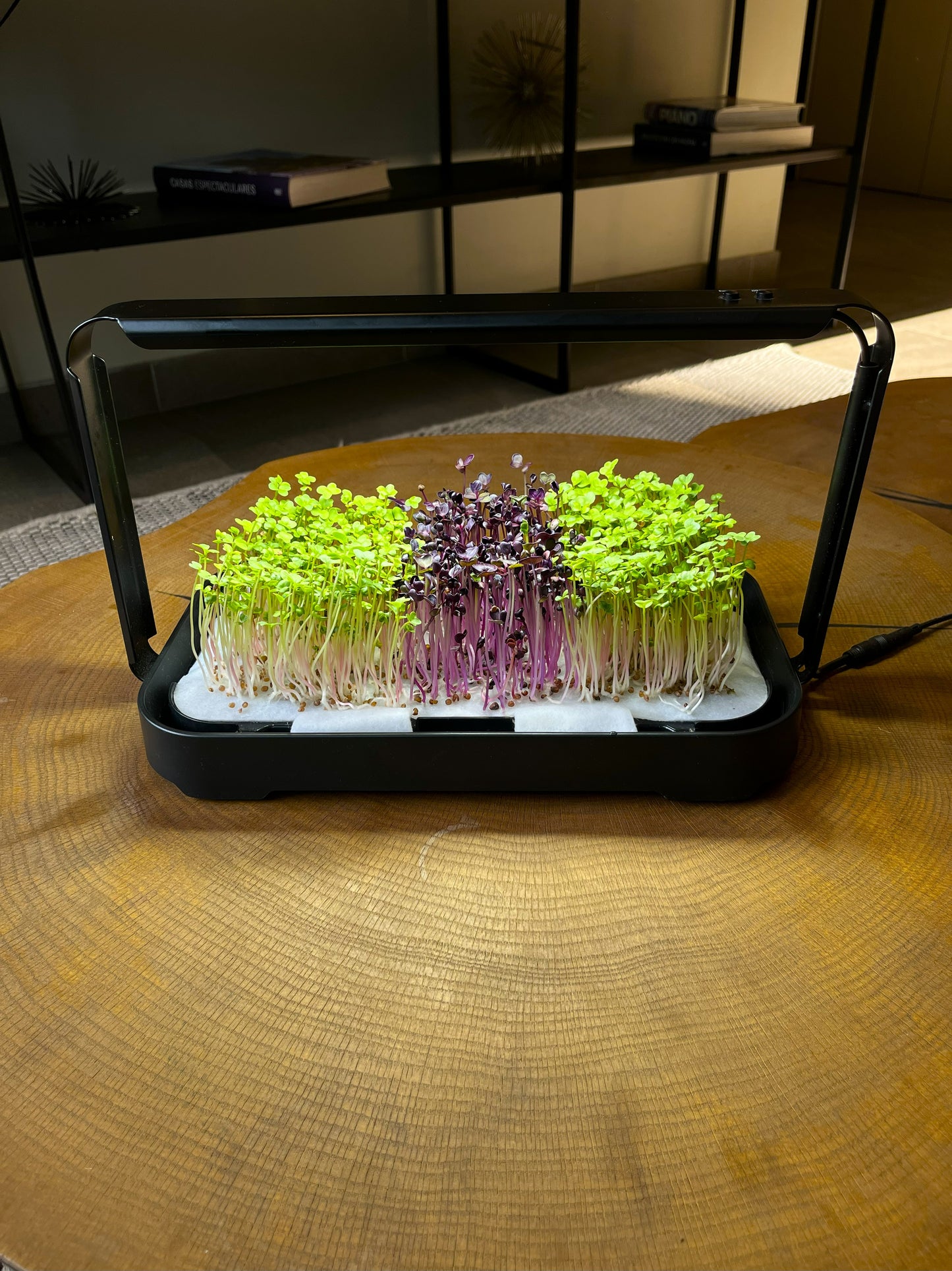 Huerto de microgreens