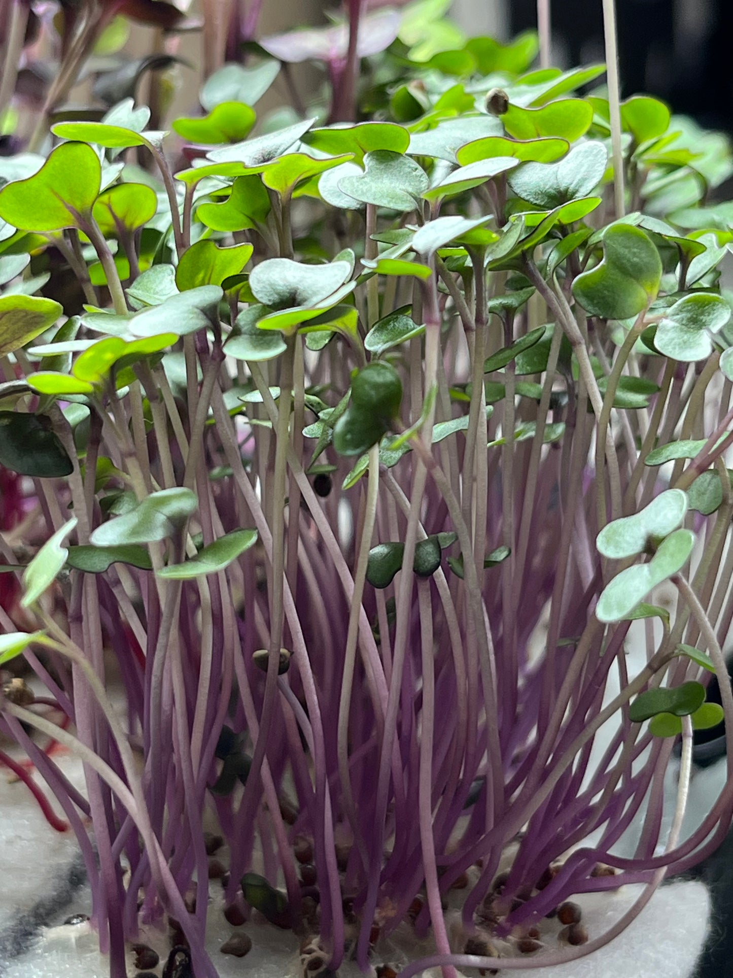 Repollo morado